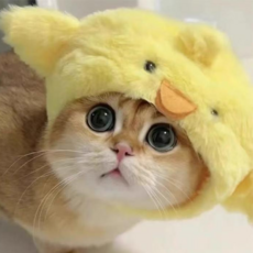 안벗겨지는 고양이모자 강아지모자 반려동물 귀염뽀짝 동물모자 애견모자 토끼모자, 1개, 노란 병아리