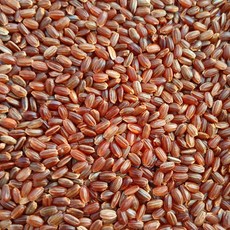 (2025년산) 국산 홍미 멥쌀 메홍미 홍미쌀 적미 건강홍미 (전남 진도산), 2kg, 1개