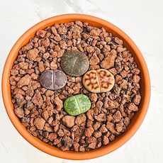 리콥스4개모듬 다육식물 선인장 농장직송 산아래 다육이 생명력최고 키우기쉬운 공기정화 전자파차단 초보지추천, 1개, 럭셔리