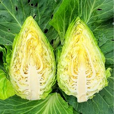 제주 꼬깔 양배추 가정용 해풍맞아 더욱 달큰한 미니양배추, 1개, 5kg