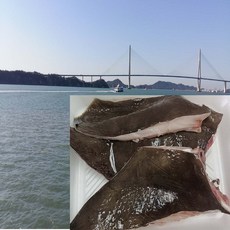 가오리 날개 찜용 450 g 홍어가오리 날개찜용 목포, 1개, 450g