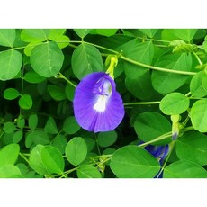 蝶豆花種子, 1包