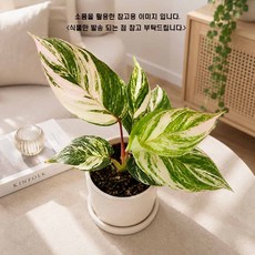 에덴플랜트 칼라데아 빙카이 (지름 10Cm포트) 희귀 예쁜잎 무늬 실내 고급 인테리어, 1개