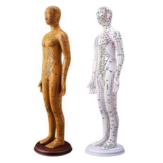 침술 인형 전신 경혈모형 혈자리 마네킹 교육 교구, 컬러 52cm 여성