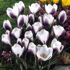 [나은식물원]1.[크로커스 모종] 프린스클라우스3구-10cm 1포트