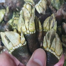 바다의 풍미 거제도 자연산 거북손 산지직송 생물, 1박스, 자연산 거북손 1kg