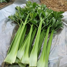 강원도 유기농 케일 신선초 샐러리 500g 1kg, 유기농 샐러리 500g, 1개