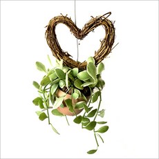 들꽃향기 공중식물 에어플랜트 틸란드시아 인테리어 공기정화 화분식물, 디시디아 하트리스화이트, 1개