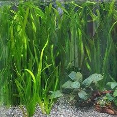 [신세계수족관] 발리스네리아 4촉, 1세트