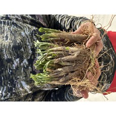 산마늘 명이나물 종근 모종 (6~7년생) 쿠팡할인특가판매!, 50개