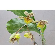 [신라난농원]카터세럼.신상품입고.예쁜브라운점박이의 노랑그린색립프꽃.아주좋은향.향기 끝내줍니다.고급스런품종.고급종.필독뒷사진참고., 1개