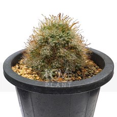 꽃사랑식물나라 슈퍼벨라 장가시마밀라리아 갈고리가시마밀라리아 선인장 돌기 군생 식물키우기