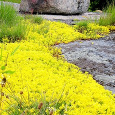 황금이끼세덤 (Sedum acre) 씨앗 50립 소포장 노지월동 지피식물, 1개