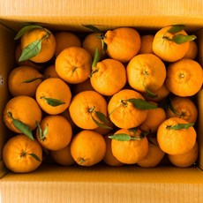 제주 고당도 써니트 한라봉 산지직송 당도보장, 1개, 10kg 중소과(42-60입)