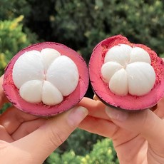 [재구매율1위] 천상의맛 망고스틴, 1박스, 500g