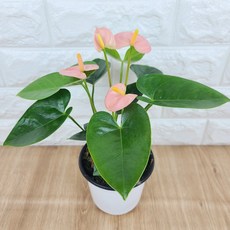 곰플랜트/ 안시리움(소품) 스피릿, 1개, 연살구색