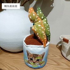 【甜蜜cosmetics】多巴胺仿真綠色植物多肉毛絨玩偶桌伴海棠裝飾盆栽公仔生日禮物, 1個, 鱒魚鞦海棠