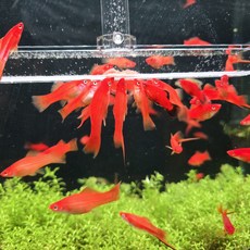 브라인급여기 SL형 (어항용 구피 플래티 카디날 하스타 특허받은 브라인쉬림프 급여기), 1개