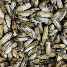 방금 조업한 싱싱한 맛조개 조개 국내산, 1박스, 냉동 맛조개 400g(15미 내외)