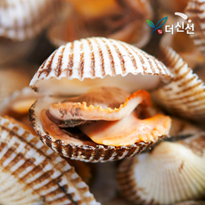 [더신선] 남해안 활 새꼬막 1kg(상) 95미 내외/일류농사꾼, 1개, 1kg (95미 내외)