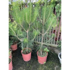 霏霏園藝 日本硫球松盆栽，樹型優美，易於照顧，全年翠綠少落葉, 1個