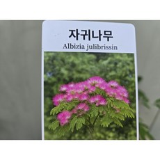 자귀나무 소품 하늘하늘이뻐요.복색자귀나무 신입고, 1개, 분홍꽃