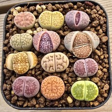 에이프럴 리톱스모듬(랜덤발송), 1개