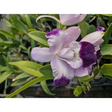 [신라난농원]카틀레야 카리아드의 미니퀴니 엔젤키스.보라색에 더 진한보라색립.아주예쁜색.아주좋은향.꽃대없음.필독뒷사진참고., 1개