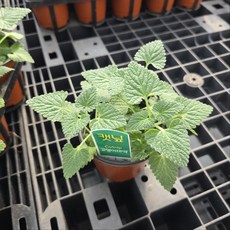 캡닢 소품 캣닙 허브식물 고양이 간식 공기정화 생화 화분, 2개