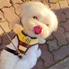 푸키 강아지 허니비 하네스 + 리드줄 + 꿀벌브로치 세트, 1개