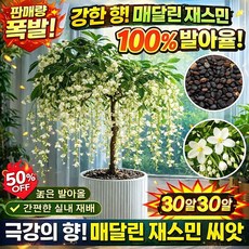 【당일출하】늘어지는 자스민 씨앗 향기좋은 자스민 나무 늘어지는자스민 꽃나무, 20 개*2, 투톤