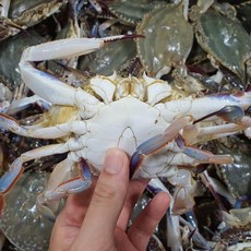서해안 활 숫꽃게 1kg, 1개, 상세 설명 참조