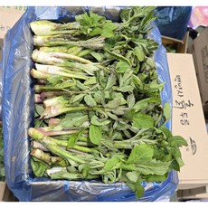 국내산 장성 백양사 노지 땅두릅 2kg 박스포함 알뜰농장, 2kg1박스