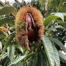 신선계절가 국내산 정안 햇밤 피밤(대), 1개, 3kg