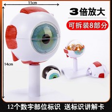 안구모형 안과 눈 분리형 구조 눈모형 교구 학습 교육, A. 3배