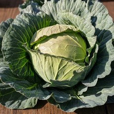 국내산 제철 아삭달콤한 제주 스윗볼 미니 양배추, 1박스, 2kg