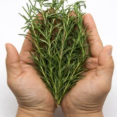 푸레아 제주산 허브 로즈마리 생잎 100g, 제주산 로즈마리 100g
