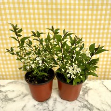 말발도리 야생화 노지월동 봄꽃 1+1, 1개