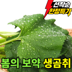 [한정초특가]산지직송 봄의보약 건강한밥도둑 생 곰취나물, 1박스, 500g