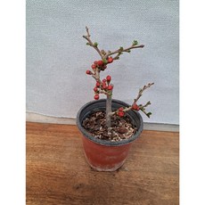 분재 장수매 장수매화 노지월동 지금은 꽃대가 안나왔어요. 조금만 기다리시면 꽃대나와요., 1개, 0