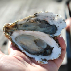 바닷간 당일수확 석화 굴 통영굴, 1개, 10kg