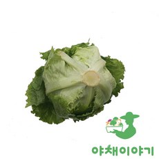야채이야기 싱싱한 양상추 1통, 380g, 1개