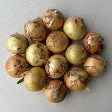 국내산 햇 양파, 1개, 5kg(특사이즈)