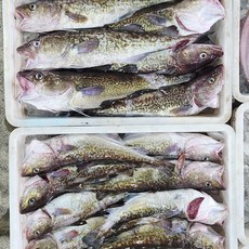 동해안 생물대구 국내산 생대구, 1세트, 3kg(3~6미)