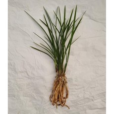 금침/7촉/동양난/취미난/고급난/선물용난/동양란전문, 1개