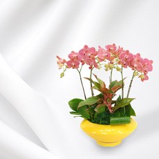 살구향MTFF018, 서울특별시／광역시／경기도, 베이직, 필요없음