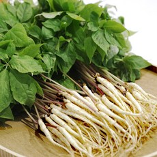 GAP 토정마루 새싹인삼 10뿌리 대(25~30cm) 새싹삼 부모님 건강 선물, 10개