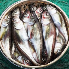 속초 도루묵 알도루묵 알배기 생물 급랭 반건조 고성직송 생선, 1개, 속초 햇 알도루묵 10미 [급랭]