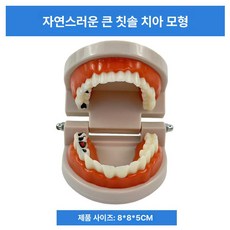 구강 실습 치아 분리 스케일링 덴티폼 교육 연습 이빨, 1:1 자연 대형 치아 치료 모델, 1개, 1L