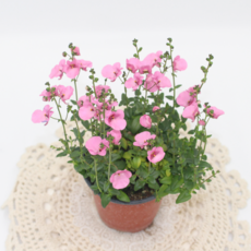 [골든플랜트] 다이시아 핑크꽃 소품 야생화 노지월동 정원화단꾸미기식물, 1개, 핑크